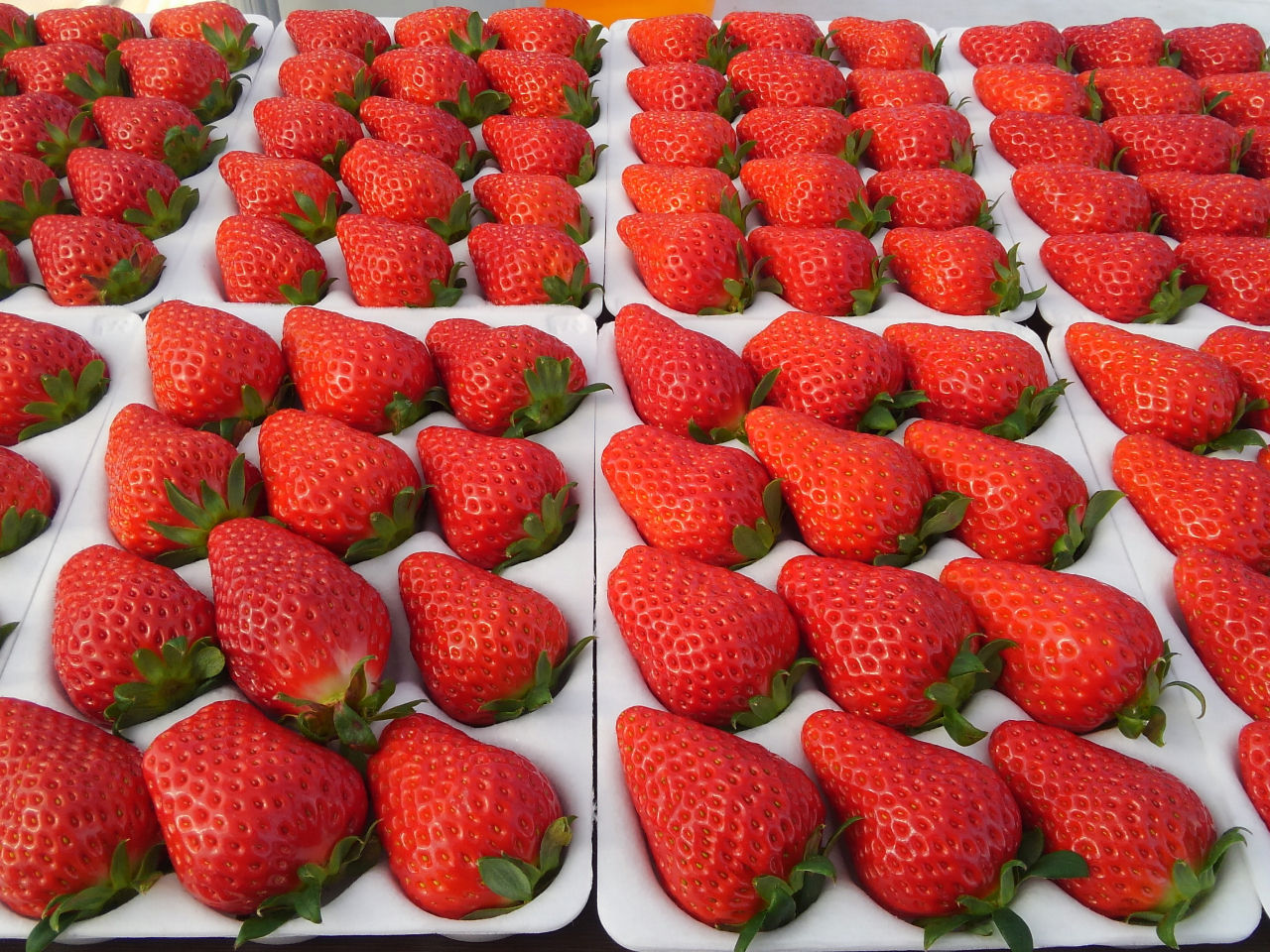 �C�`�S�̔������Ă���܂��B���݂₰�ɂ���!!