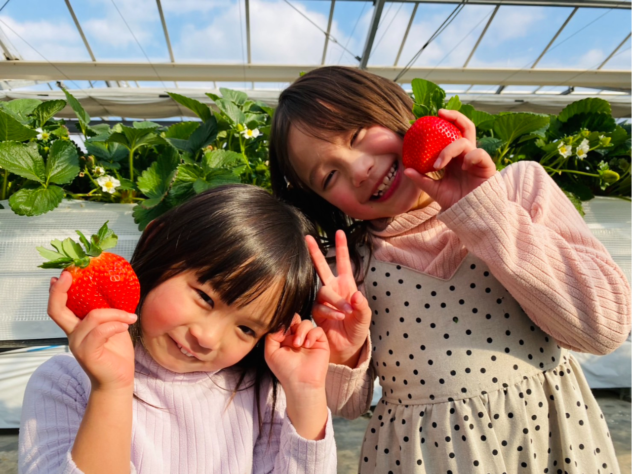 千葉・旭市 【いちご40分食べ放題】最大10品種食べ比べ♪ 通路が広くて動きやす...