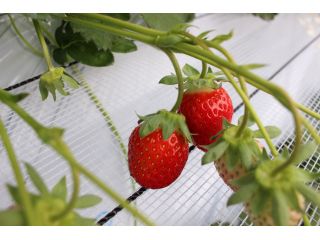【土日祝・春休み】30分食べ放題♪※コロナ対策中※紅ほっぺ・あきひめ・かおりの・恋みのり\かがまずラクラクいちご狩り!/