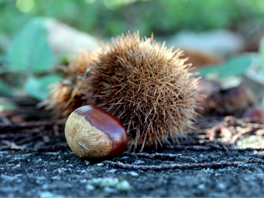 I̓CKɎĂ܂BAӂ̗ԂɏEɍs܂BIƂǐłQ̏Ԃn߂܂B