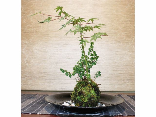 好きな植物を選び、ハイゴケで玉状に形を整えて出来上がりです