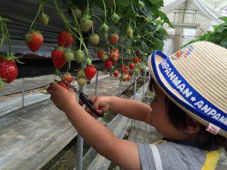 5月末までいちご狩りを楽しむことが出来ます。