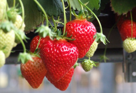 ≪2~6月≫【いちご狩り:新潟市】”雪国育ちの甘くて香り豊かな”新潟ブランドの「...