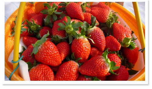 いちご狩り30分食べ放題 園内甘くておいしい自慢の章姫30分食べ放題 バリアフリーの高設栽培でお子様も取りやすい ファミリー 女性におすすめ いちご園藤田 じゃらん遊び体験