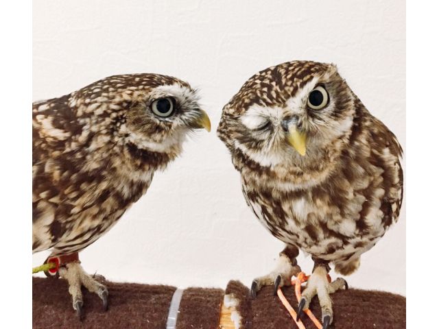 金 土 日 祝営業 ふくろうカフェで可愛いふくろうとふれあい体験 60分 フリードリンク ふくろうのいる森カフェ中津川本店 じゃらん遊び体験 金 土 日 祝営業 ふくろうカフェで可愛いふくろうとふれあい体験 60分 フリードリンク ふくろうのいる森カフェ中津川本店 じゃらん遊び体験