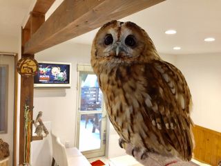 金 土 日 祝営業 ふくろうカフェで可愛いふくろうとふれあい体験 60分 フリードリンク ふくろうのいる森カフェ中津川本店 じゃらん遊び体験 金 土 日 祝営業 ふくろうカフェで可愛いふくろうとふれあい体験 60分 フリードリンク ふくろうのいる森カフェ中津川本店 じゃらん遊び体験