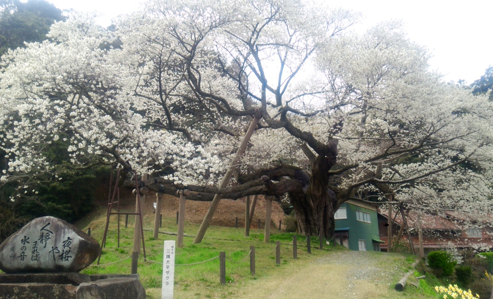 3 5月 30分食べ放題 採れたてフレッシュないちご狩り 三隅大平桜から車で10分なのでお花見とセットでお楽しみください アグリみと じゃらん遊び体験