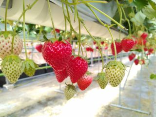 寒さの中で真っ赤に熟れた、完熟いちご