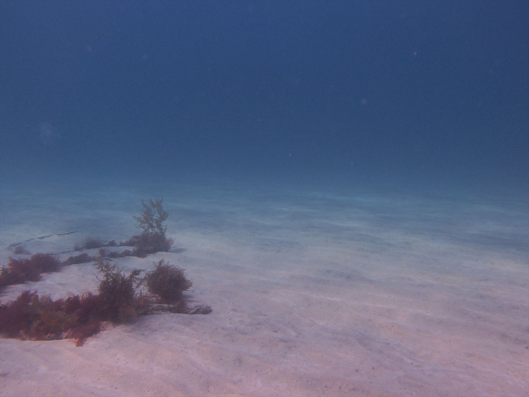 水中にも四季があり、季節ごとに海の魅力があります。