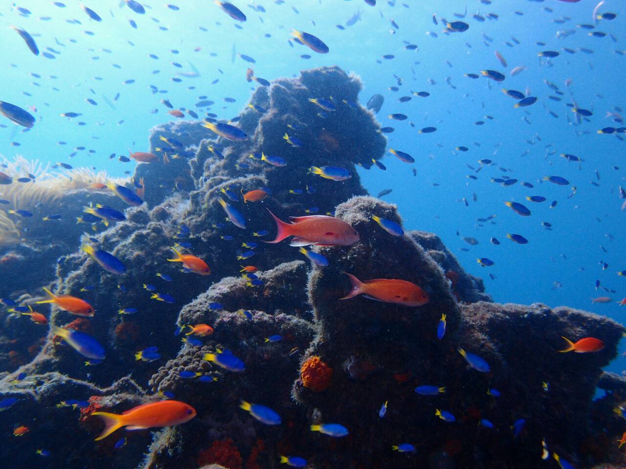 夏になると福岡の海にも沢山の熱帯魚がやってきます。