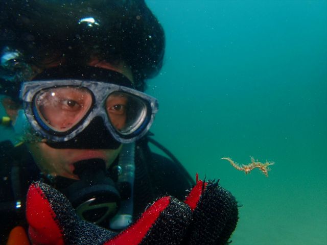 人気者のタツノオトシゴ