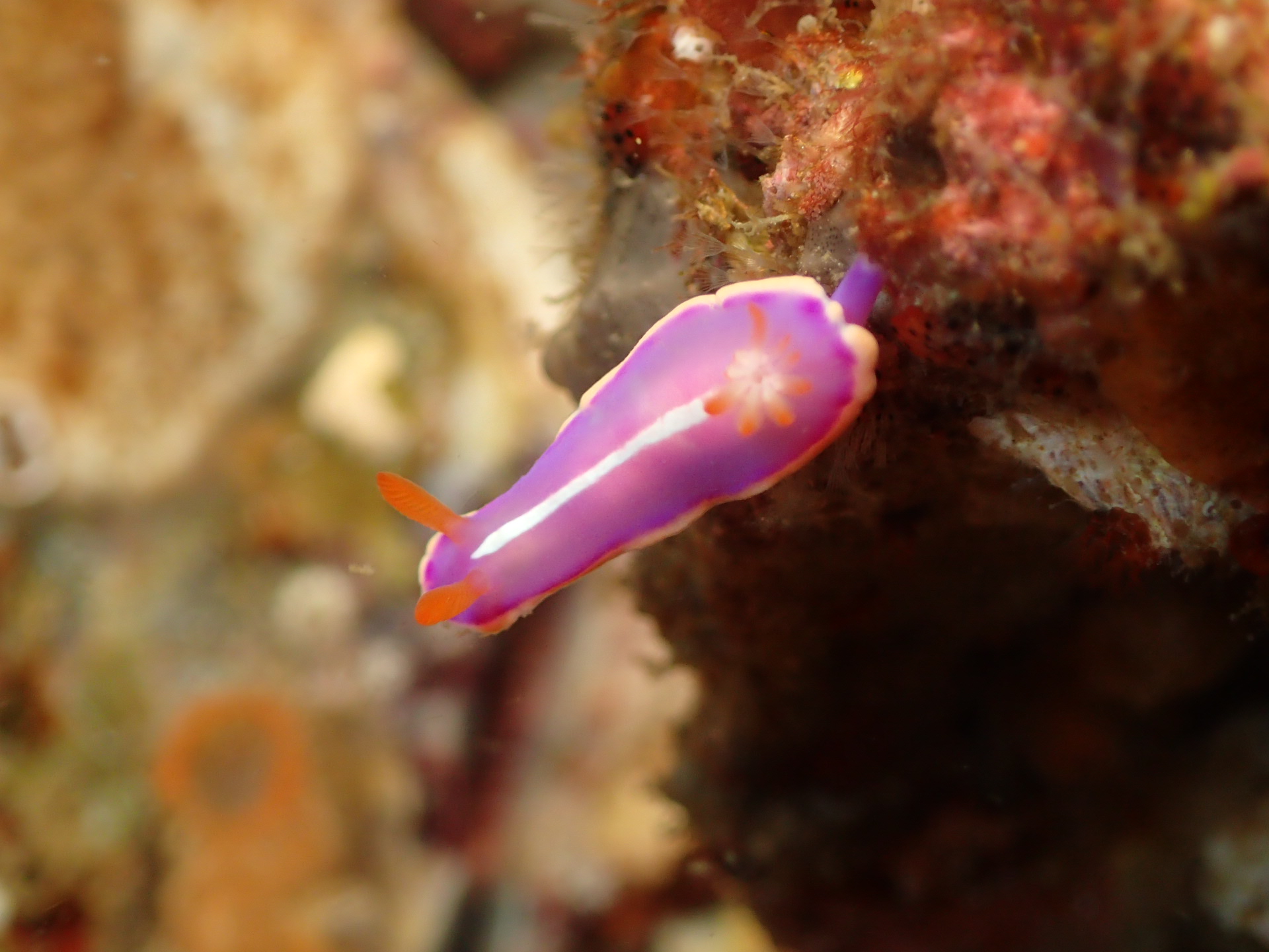 海の宝石と呼ばれる、沢山の種類のウミウシを見ることができます。