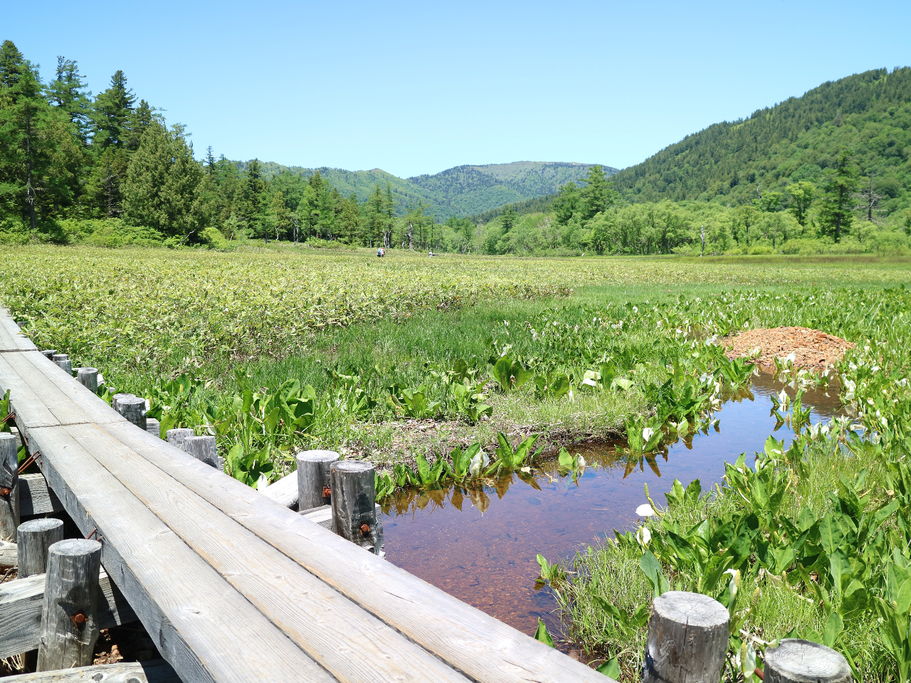 国内有数の貴重な高原が関東にあるんです!