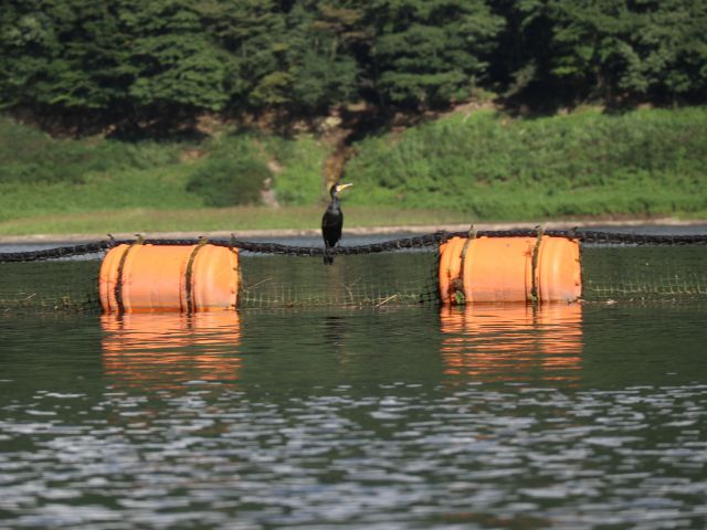水鳥なども近くまで来ることもあります!