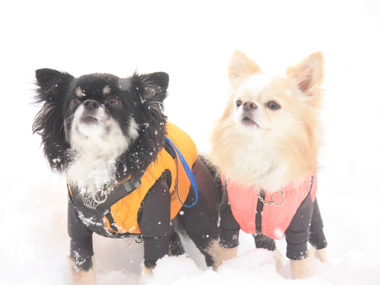 雪景色のなかでのワンコたち、最高に可愛いですね♪ベストショットも貸切なら時間を気にせずこだわれます!