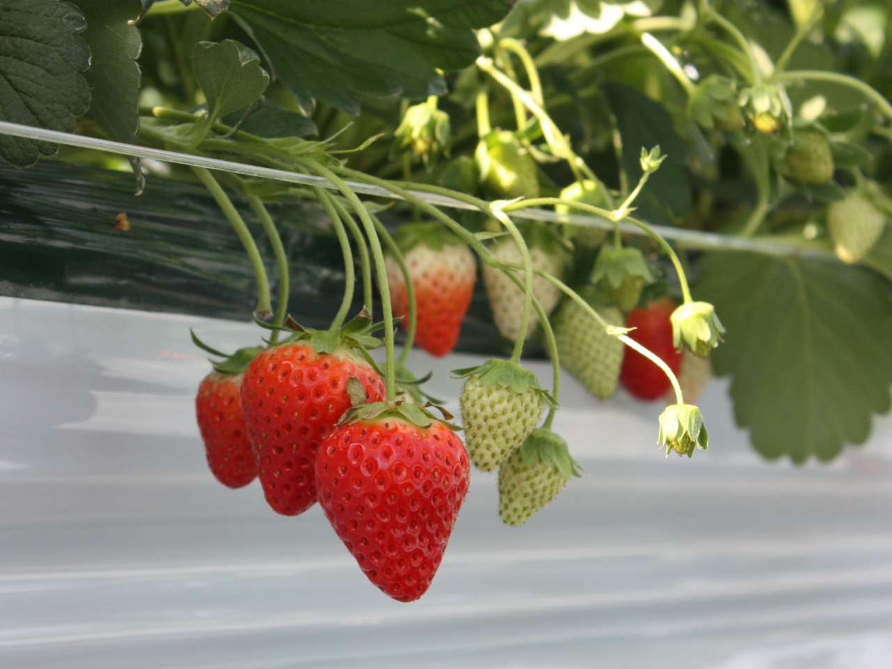 【岐阜・各務原/いちご狩り】≪2026年≫美濃娘、30分食べ放題♪〈ファミリー・...