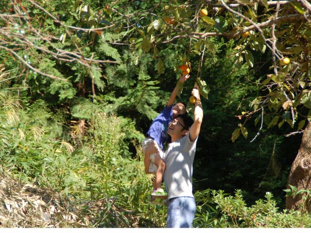 秋は柿採り体験も!