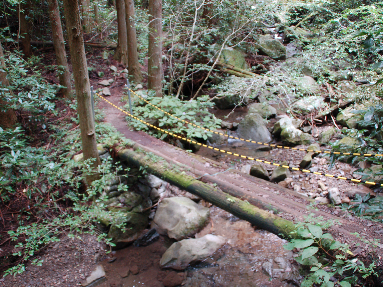 沢に架けられた丸太の橋を渡る!ドキドキ体験!!