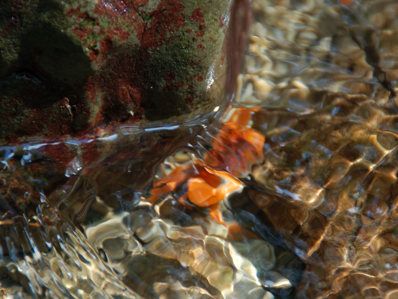 気持ちよさようにサワガニが遊んでいます(^^♪