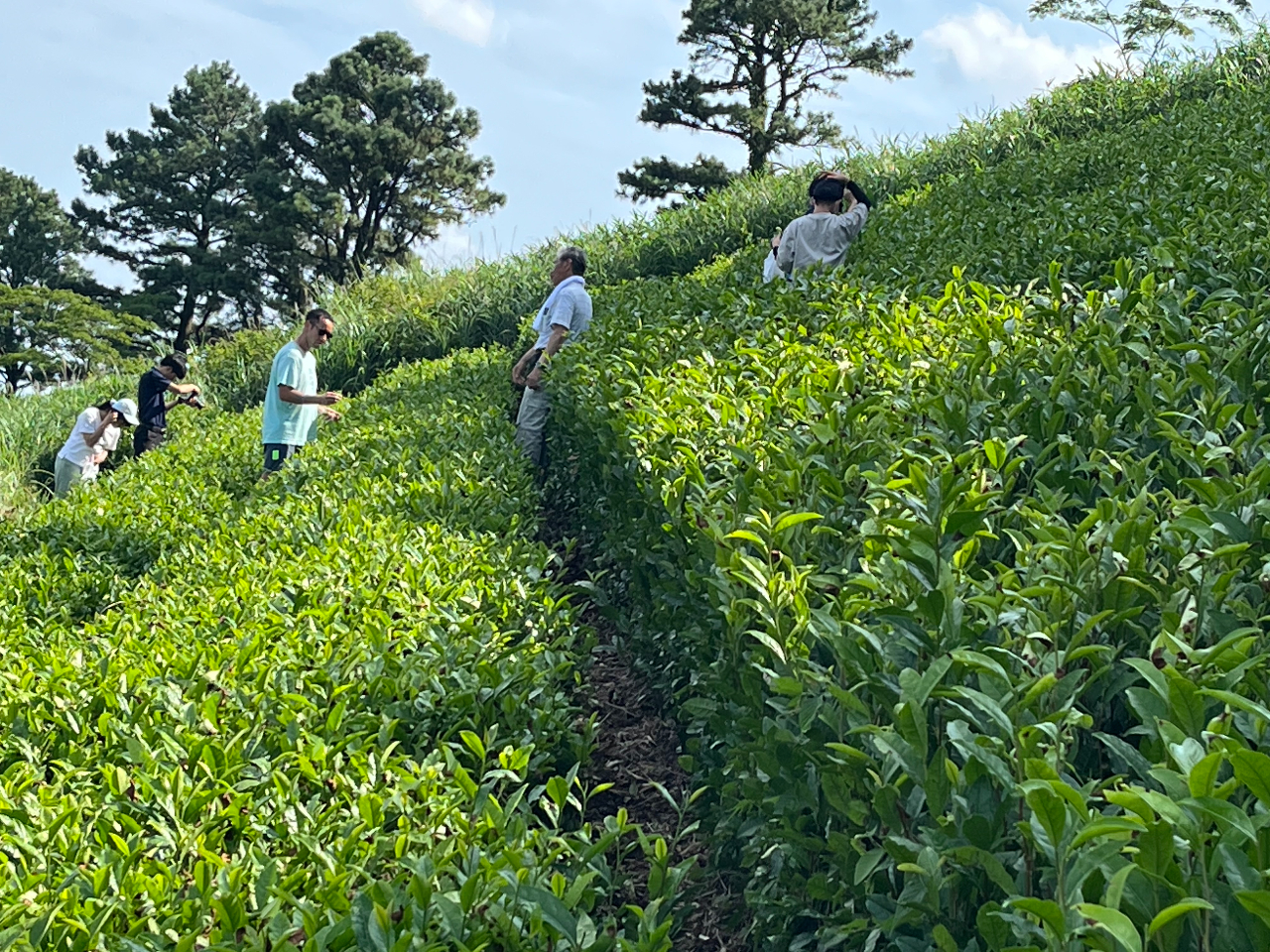 お茶シーズンならお茶摘み体験も出来ます!(4月下旬〜10月中旬頃 茶葉の生育状況に応じて)