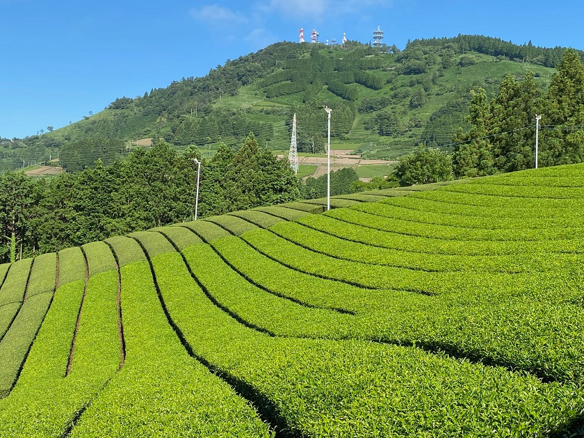 ñV{@̂R@x͕W532@ՂГ1Ԃ̃nCLOlCI