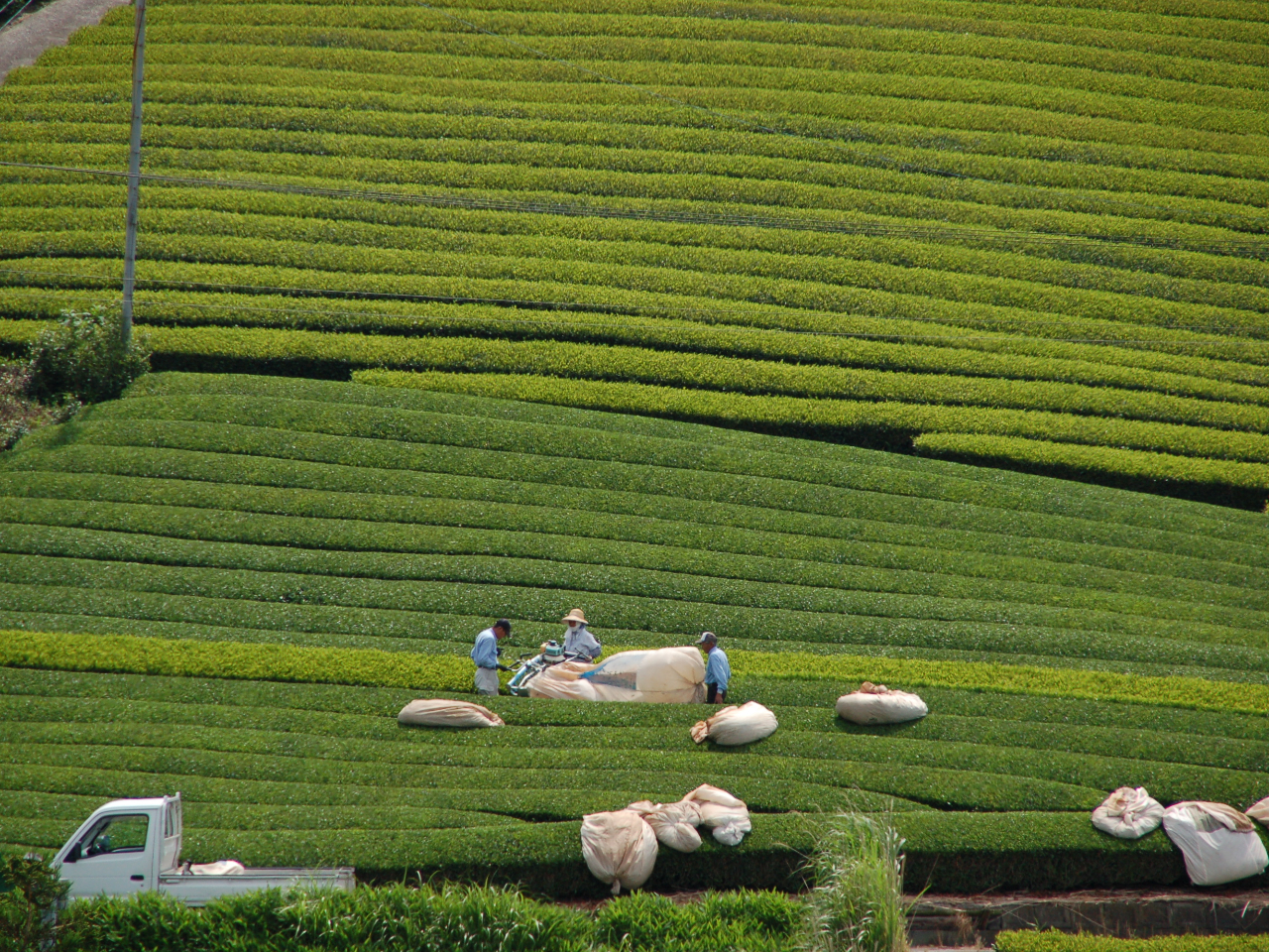 �����V�[�Y���ɂ͎���Ƃ���Ŕ_�Ƃ��񂽂��̓E�̍�ƃV�[�����������������܂��B