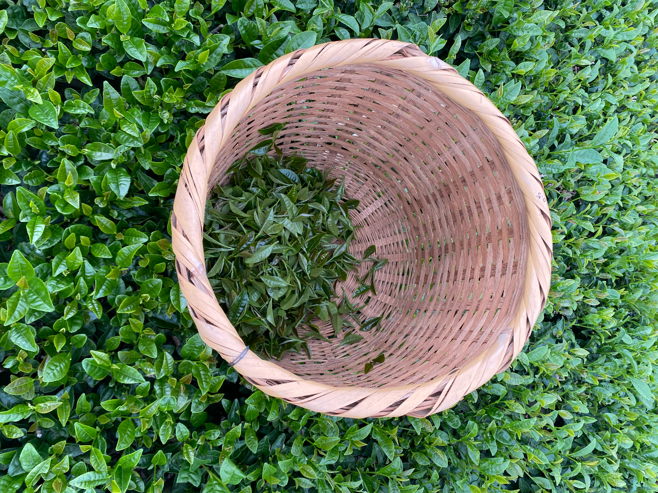 茶畑で摘み取った茶葉を早速揉んでみよう!