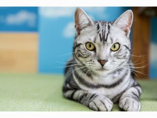 60分プラン 猫モテおやつ付き 学生さんは学生証提示で 100円 倉敷 美観地区にある猫カフェ 癒し をテーマにした落ち着いた店内にて猫 ちゃんたちとの素敵なティータイム 猫カフェ美観neko じゃらん遊び体験