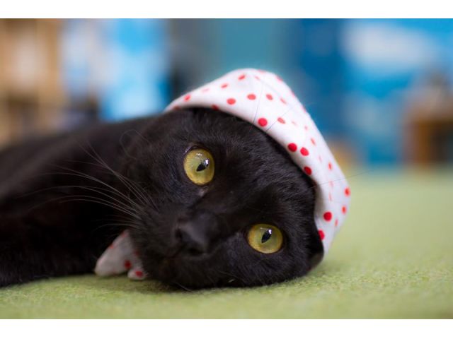 60分プラン 猫モテおやつ付き 学生さんは学生証提示で 100円 倉敷 美観地区にある猫カフェ 癒し をテーマにした落ち着いた店内にて猫 ちゃんたちとの素敵なティータイム 猫カフェ美観neko じゃらん遊び体験 60分プラン 猫モテおやつ付き 学生さんは学生証提示で 100円 倉敷 美観地区にある猫カフェ 癒し をテーマにした落ち着いた店内にて猫 ちゃんたちとの素敵なティータイム 猫カフェ美観neko じゃらん遊び体験