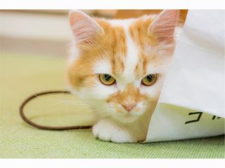 30分プラン 倉敷 美観地区にある猫カフェ 癒し をテーマにした落ち着いた店内にて猫ちゃんたちとの素敵なティータイム 猫カフェ美観neko じゃらん遊び体験