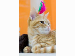 30分プラン 倉敷 美観地区にある猫カフェ 癒し をテーマにした落ち着いた店内にて猫ちゃんたちとの素敵なティータイム 猫カフェ美観neko じゃらん遊び体験