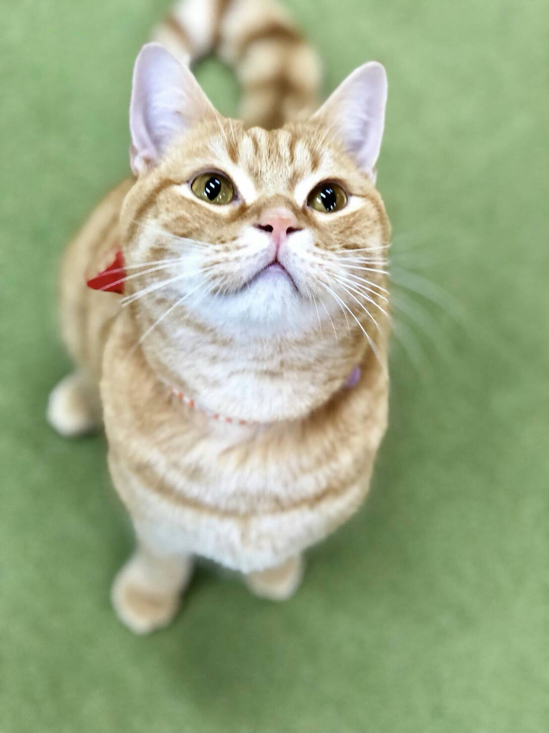 90分まったりパック 猫モテおやつ付き 特典で1ドリンク付き 100円 倉敷 美観地区にある猫カフェ 癒し をテーマにした落ち着いた店内 猫カフェ美観neko じゃらん遊び体験
