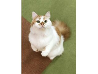 90分まったりパック 猫モテおやつ付き 特典で1ドリンク付き 100円 倉敷 美観地区にある猫カフェ 癒し をテーマにした落ち着いた店内 猫カフェ美観neko じゃらん遊び体験