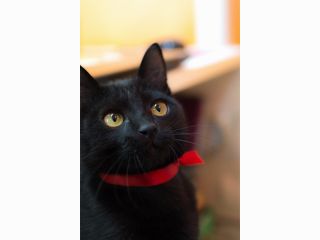 90分まったりパック 猫モテおやつ付き 特典で1ドリンク付き 100円 倉敷 美観地区にある猫カフェ 癒し をテーマにした落ち着いた店内 猫カフェ美観neko じゃらん遊び体験