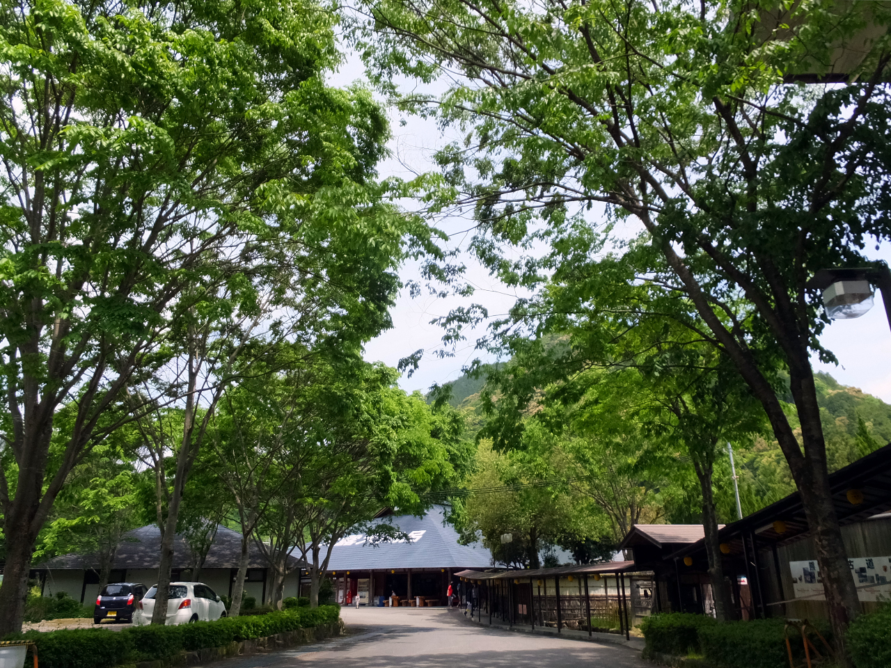 大露天風呂前の新緑