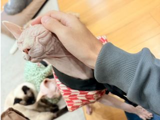 個室貸切制の猫カフェ 猫カフェ紅葉【大阪府泉南市】 ひとり猫カフェから特別な日のグループ利用まど