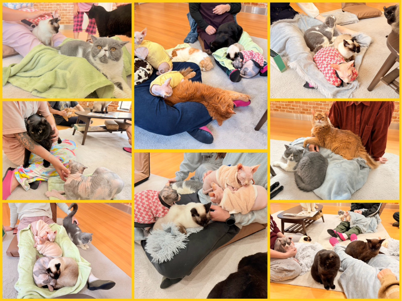 ���ݐؐ��L�J�t�F�@�L�J�t�F�g�t�y���{���s�z�@���q�l�̗l�q