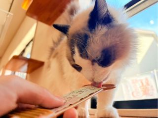 個室貸切制の猫カフェ 猫カフェ紅葉【大阪府泉南市】 ひとり猫カフェから特別な日のグループ利用まど