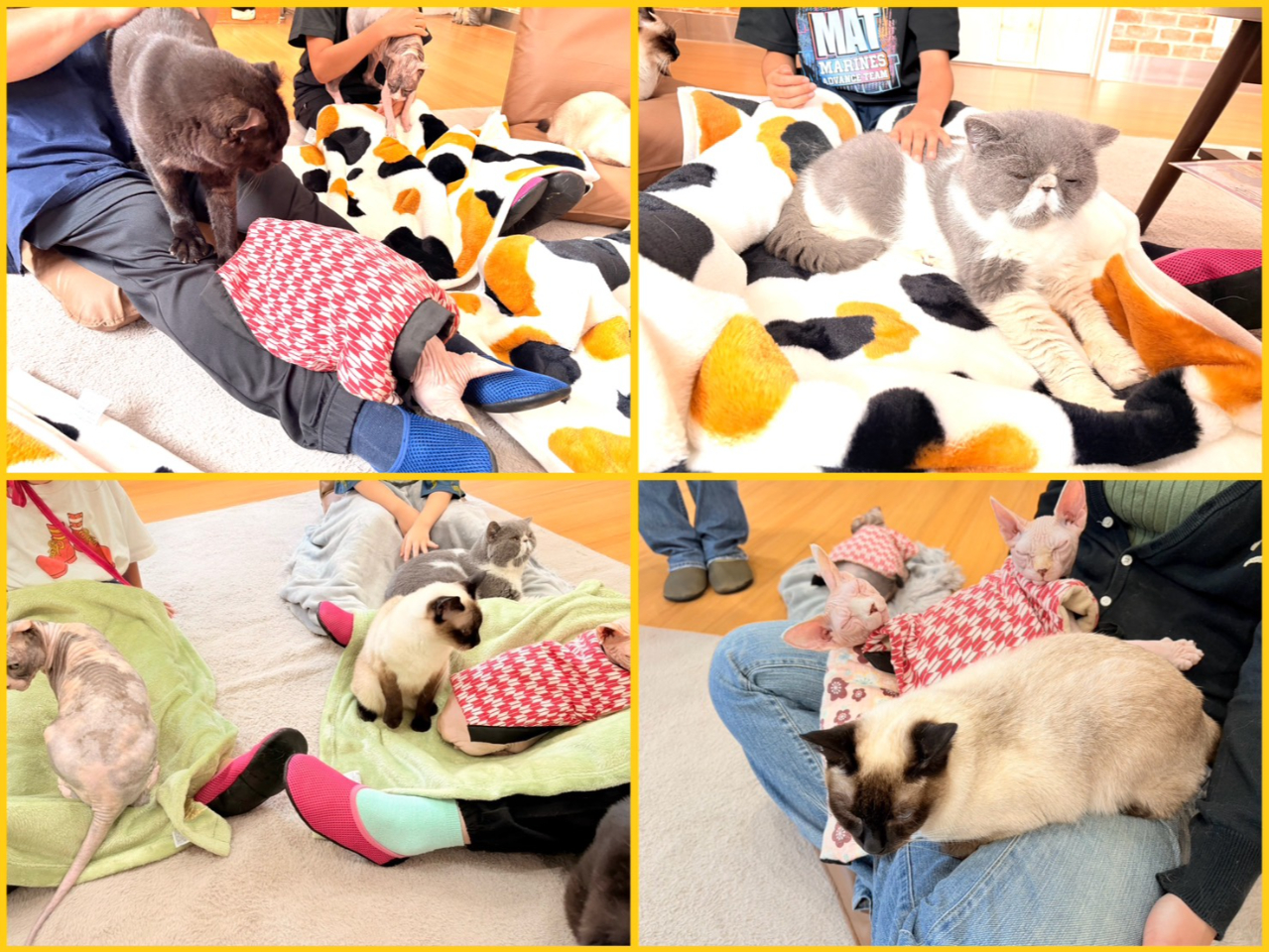 ���ݐؐ��L�J�t�F�@�L�J�t�F�g�t�y���{���s�z�@���q�l�̗l�q