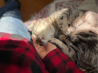 個室貸切制の猫カフェ 猫カフェ紅葉【大阪府泉南市】 ひとり猫カフェから特別な日のグループ利用まど