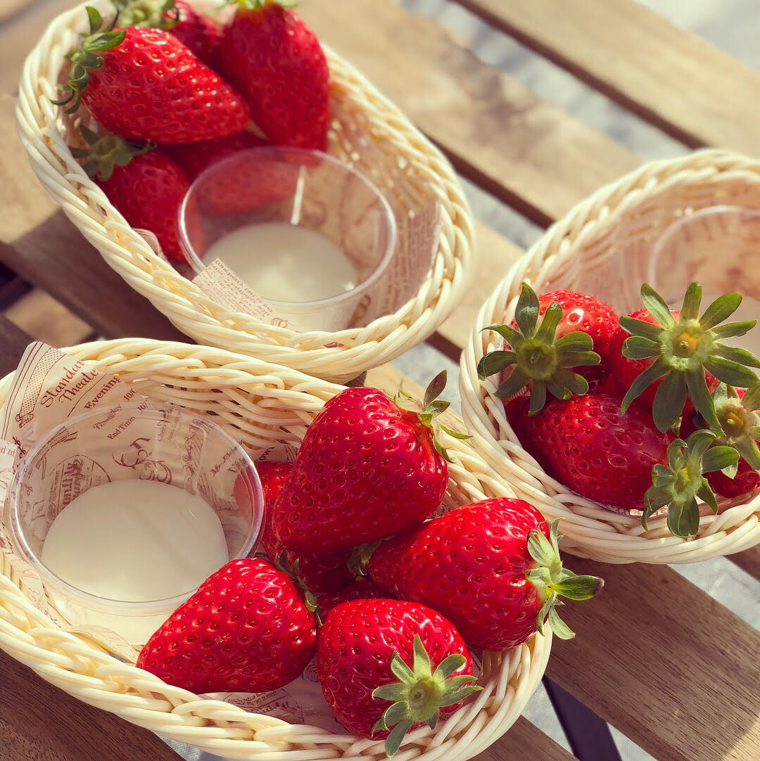 【滋賀県×いちご狩り】【イチゴ狩り45分食べ放題】章姫&紅ほっぺ&よつぼし&みお...