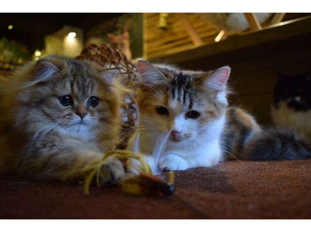 3名様以上貸切プラン 猫カフェ 60分1ドリンク付 心のリフレッシュ ファミリー 女性 カップルにおすすめ Cat Of Liberty じゃらん遊び体験 3名様以上貸切プラン 猫カフェ 60分1ドリンク付 心のリフレッシュ ファミリー 女性 カップルにおすすめ Cat Of Liberty じゃらん遊び体験