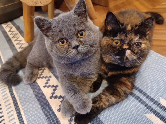 猫ちゃんと触れ合ったことがない方も、安心して猫ちゃんと触れ合って頂けます。