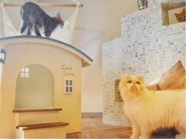 猫ちゃんと触れ合ったことがない方も、安心して猫ちゃんと触れ合って頂けます。