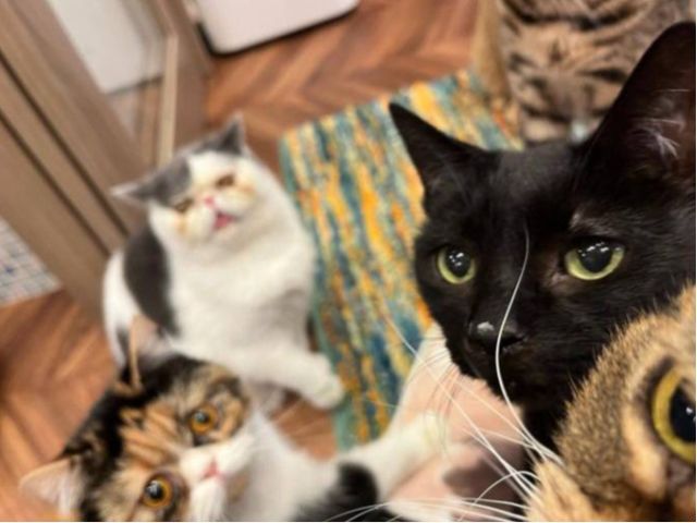 猫ちゃんと触れ合ったことがない方も、安心して猫ちゃんと触れ合って頂けます。