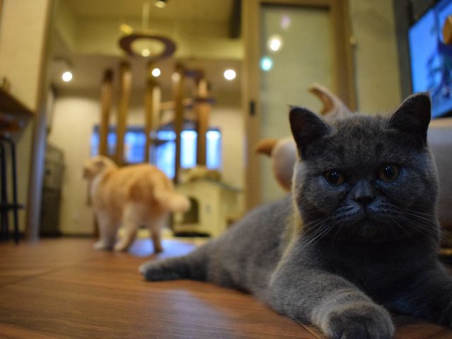 猫ちゃんと触れ合ったことがない方も、安心して猫ちゃんと触れ合って頂けます。