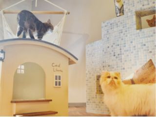 猫ちゃんと触れ合ったことがない方も、安心して猫ちゃんと触れ合って頂けます。