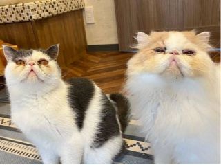 猫ちゃんと触れ合ったことがない方も、安心して猫ちゃんと触れ合って頂けます。