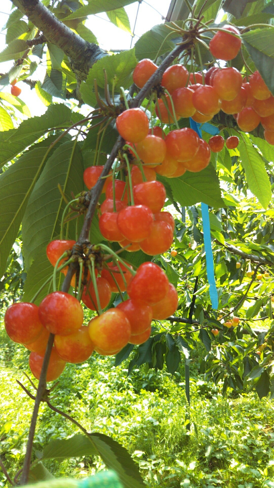 22年7月 開催予定 仁木町 さくらんぼ狩り 複数の品種が食べ放題 余市icから車で約10分 フルーツロード坂東園 じゃらん遊び体験 22年7月 開催予定 仁木町 さくらんぼ狩り 複数の品種が食べ放題 余市icから車で約10分 フルーツロード坂東園 じゃらん遊び体験