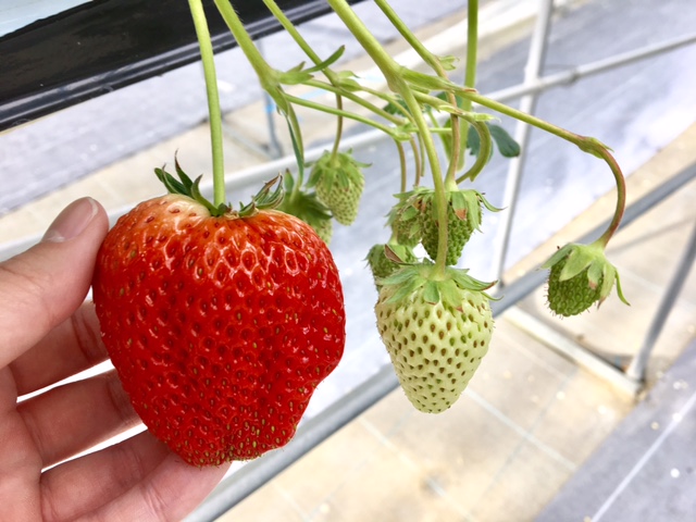 �Q��ނ̂������̐H�ה�ׁ�